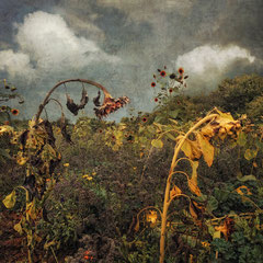 <span style="font-family: Ubuntu Condensed; letter-spacing:0.3em;">DYING SUNFLOWERS</span><br>