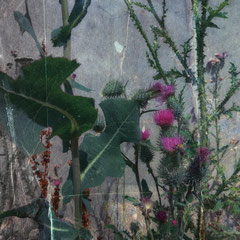 <span style="font-family: Ubuntu Condensed; letter-spacing:0.3em;">THISTLE AND BEE</span><br>