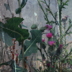 THISTLE AND BEE