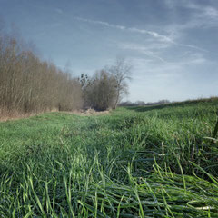 THE SCENT OF GRASS