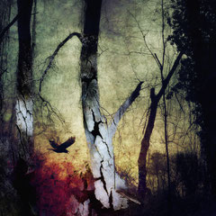 A FIRE IN THE FOREST