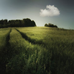 FIELD STUDY #3