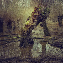 THE LONG RAIN