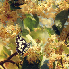 LINDEN BLOSSOMS