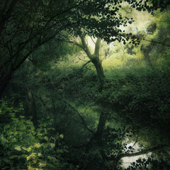 CHLOROPHYLL