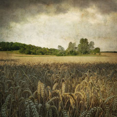 FIELD STUDY #29