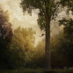 FROM THE BOOK OF TRANQUILITY