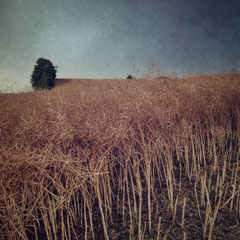 FIELD STUDY #27