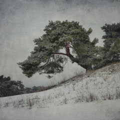 A WINTER SYMPHONY | MOVEMENT IV