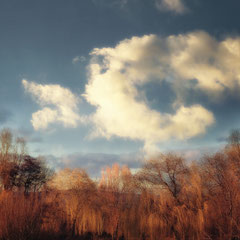 AMONG WILLOWS