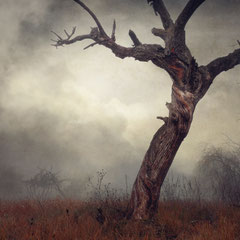 DAYS OF FOG AND WONDER II