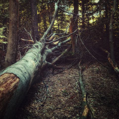 THE FALLEN