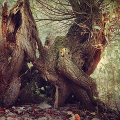 THE LIVING WOODS