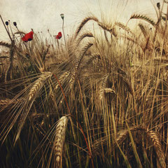 FIELD STUDY #40