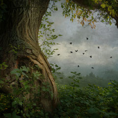 TWELVE CROWS