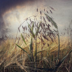 FIELD STUDY #24