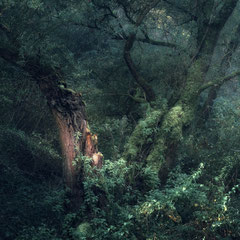 SOMETHING'S LURKING IN THE WOODS
