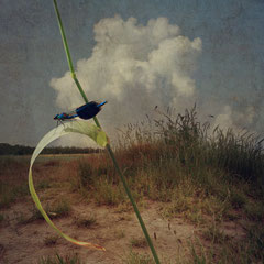 THE DRAGONFLY