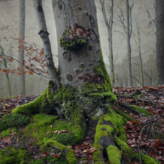 A RAINY DAY IN THE FOREST I