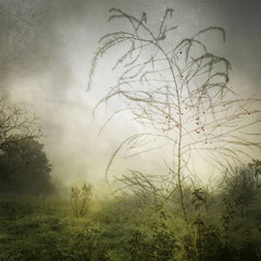 DAYS OF FOG AND WONDER XVI