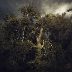 THE FURIOUS OAK