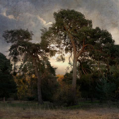 PINE TREE AFTERNOON II