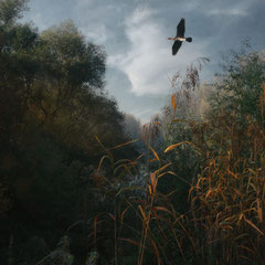 FLIGHT OF THE CORMORANT