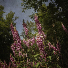 DIGITALIS PURPUREA II