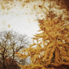 GINKGO