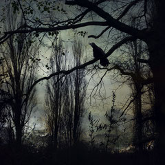 THE COLD SONG