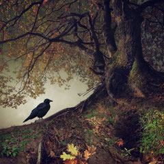 BLACK WINGED MESSENGER | PART IV