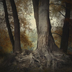 NOTES FROM THE FOREST DIARY - DAY 32