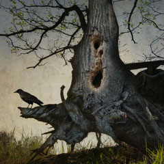 BLACK WINGED MESSENGER | PART XVIII