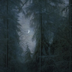 SILENT NIGHT
