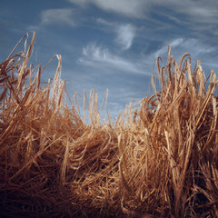 FIELD STUDY #17