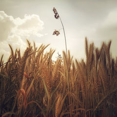 FIELD STUDY #41