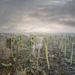 <span style="font-family: Ubuntu Condensed; letter-spacing:0.3em;">WINTERFIELD</span> </p>