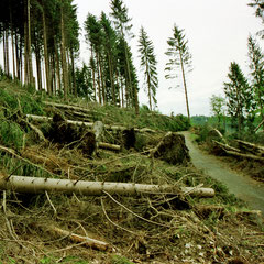 Der hier sichtbare geteerte Waldweg wurde erheblich beschädigt und ist bis heute nicht saniert.