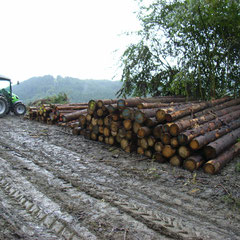 Bald ist alles Holz am Weg aufgepoldert. 