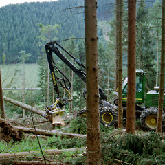 Der Harvester-Kopf greift, dreht, sägt, entastet und legt ab. Alles in einem Arbeitsgang.