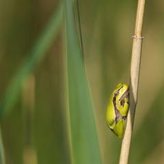 Laubfrosch
