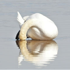 Schwan
