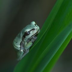 Laubfrosch Farbvariante