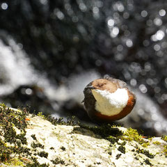 Wasseramsel