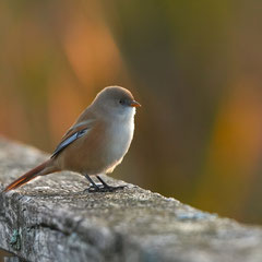 Bartmeise ♀