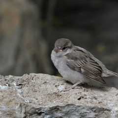 Jungspatz