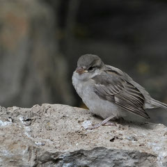 Jungspatz