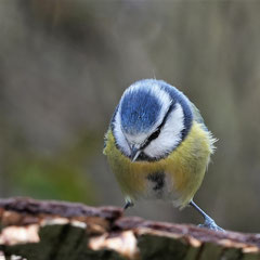Blaumeise