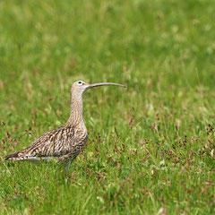Großer Brachvogel
