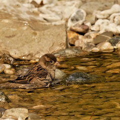 Wasserspatz